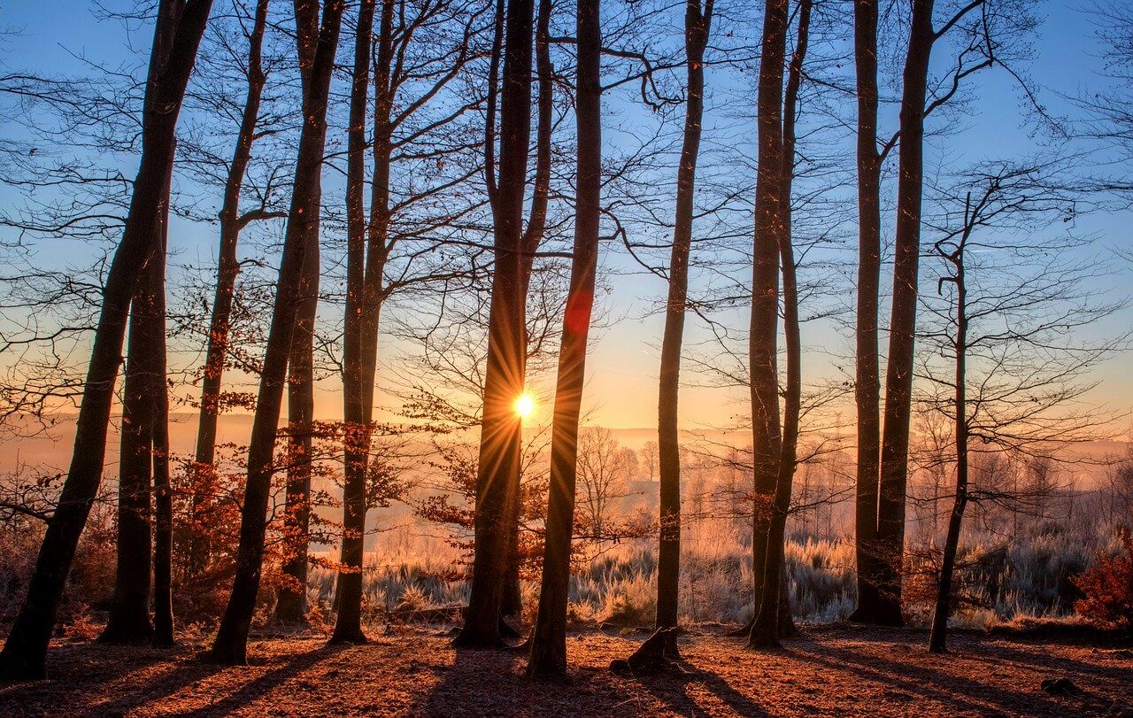 Image of sun through trees at Christmas time