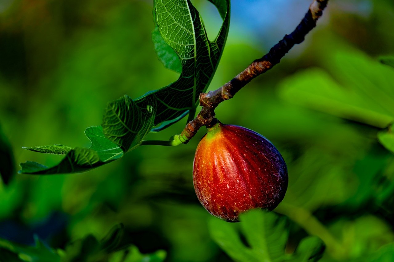 Fig tree