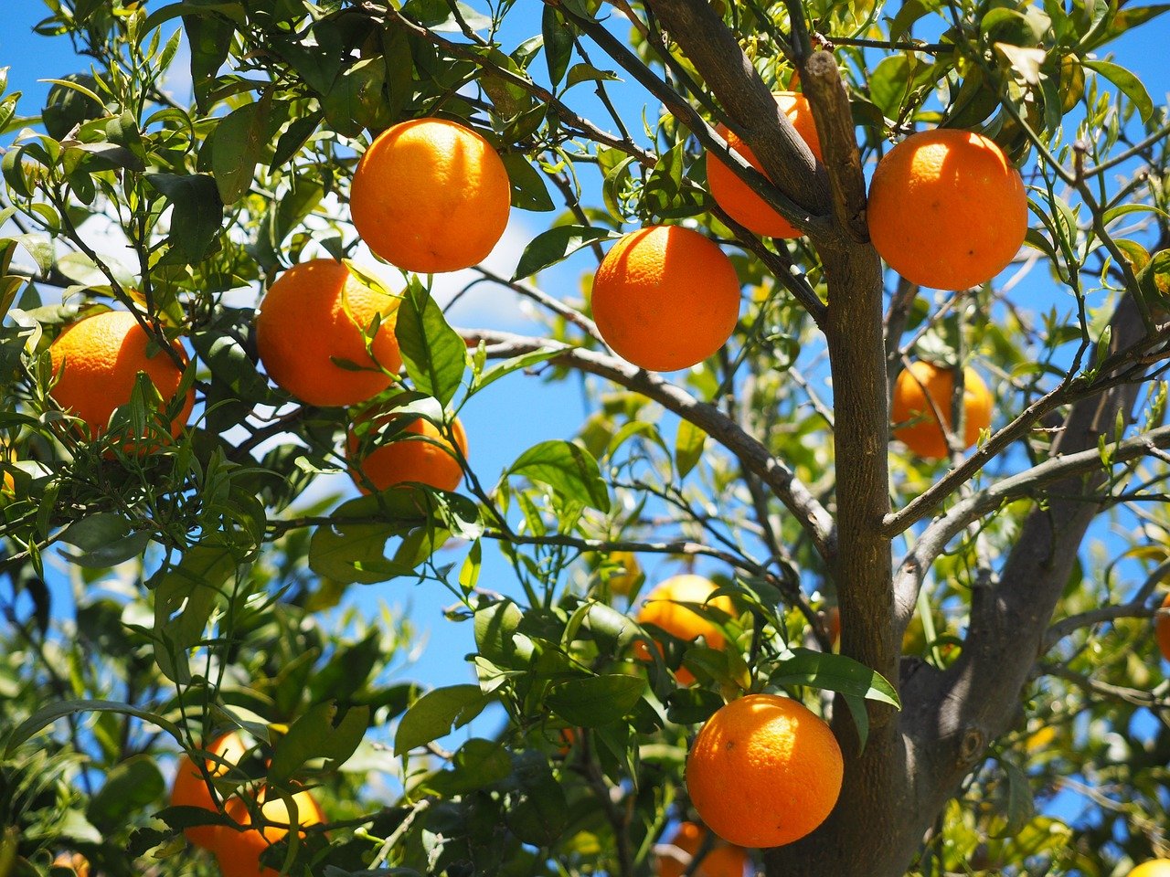 Oranges