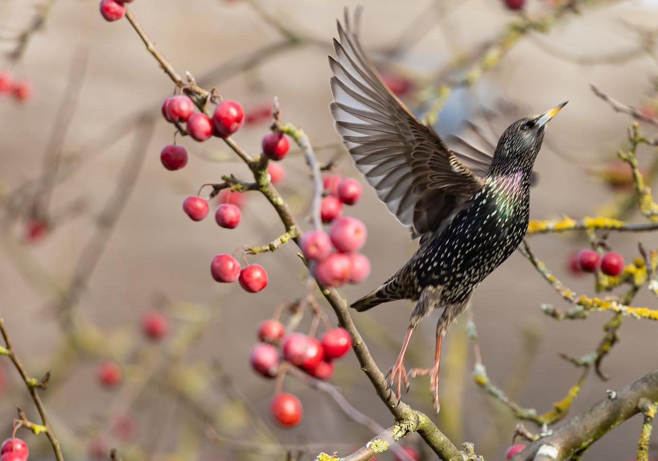 Starling about to fly