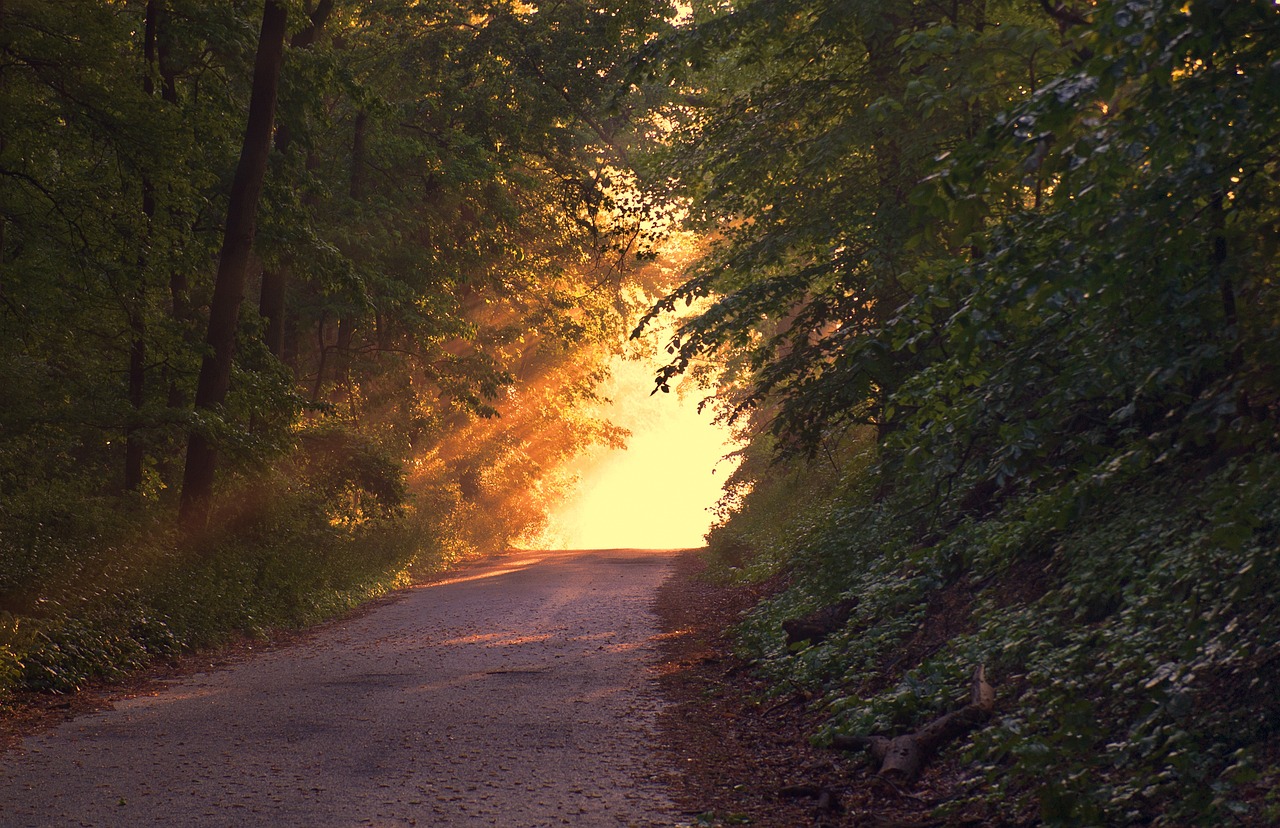 a forest road into the sunlight
