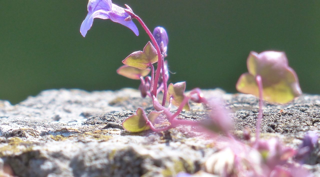 flower showing through a crack in rock