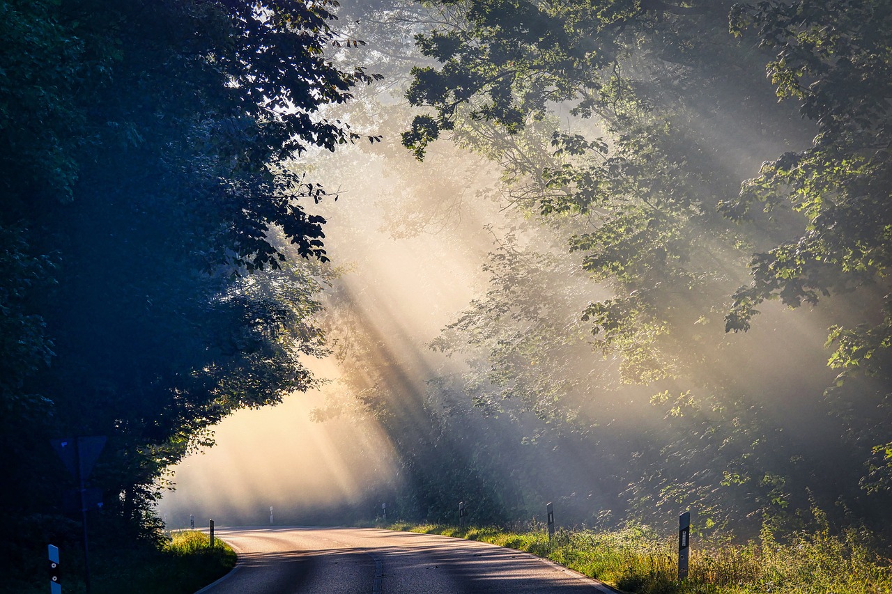 Light shining through trees