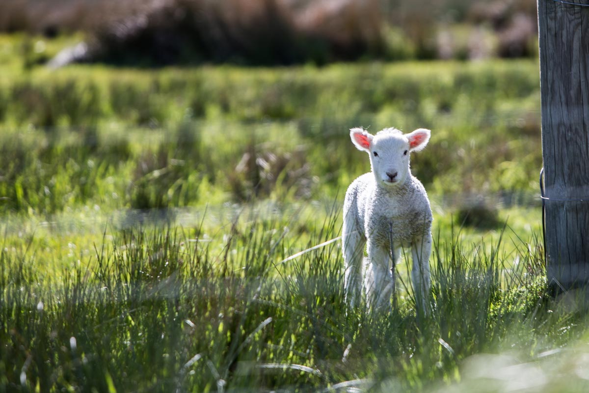 A lost sheep - unsplash