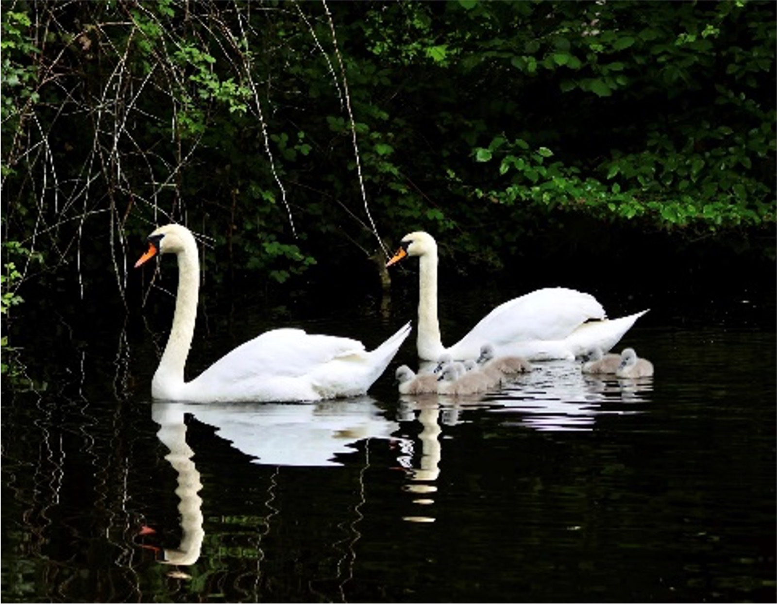 two swans on a river bank