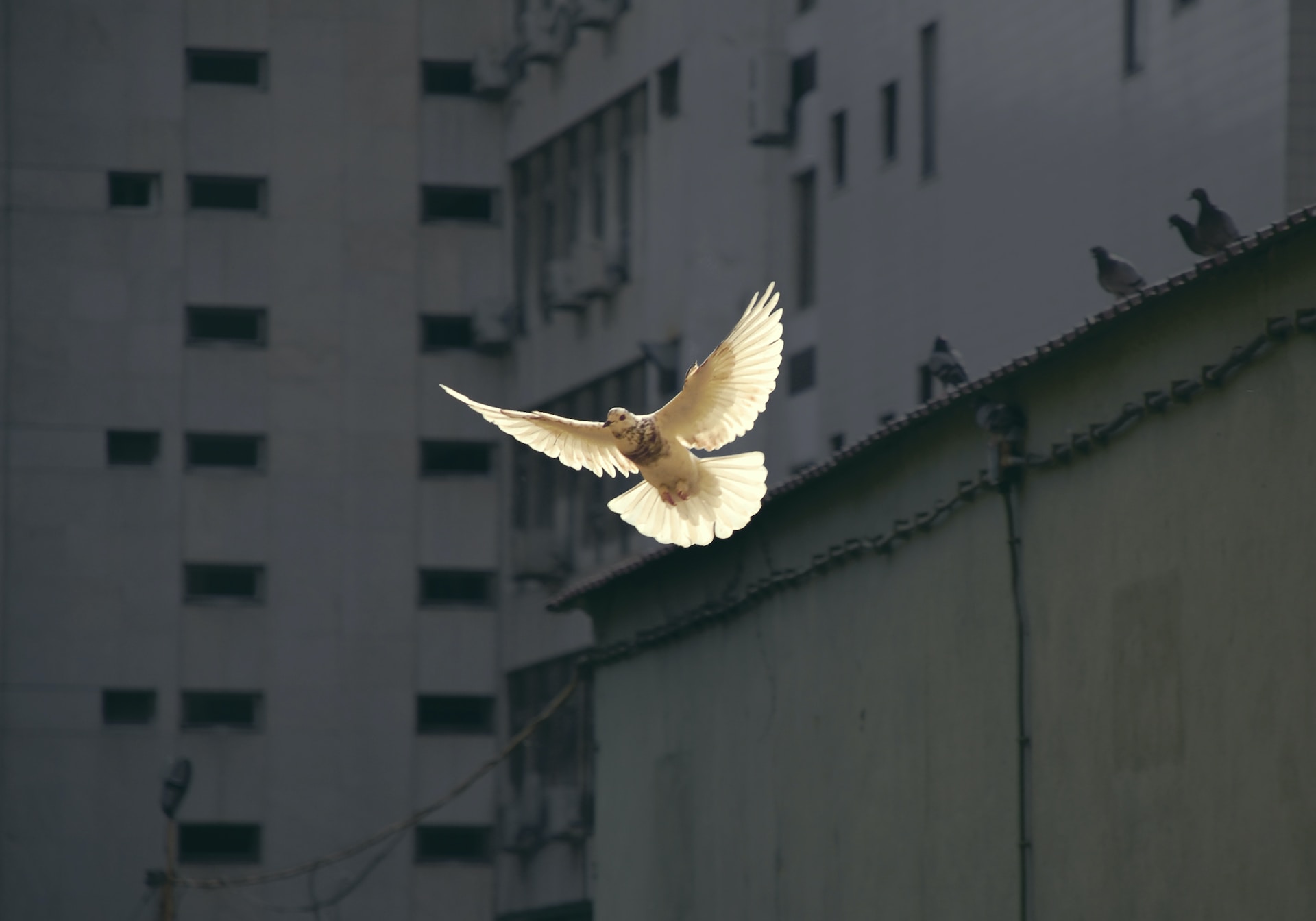 A dove flying over a city