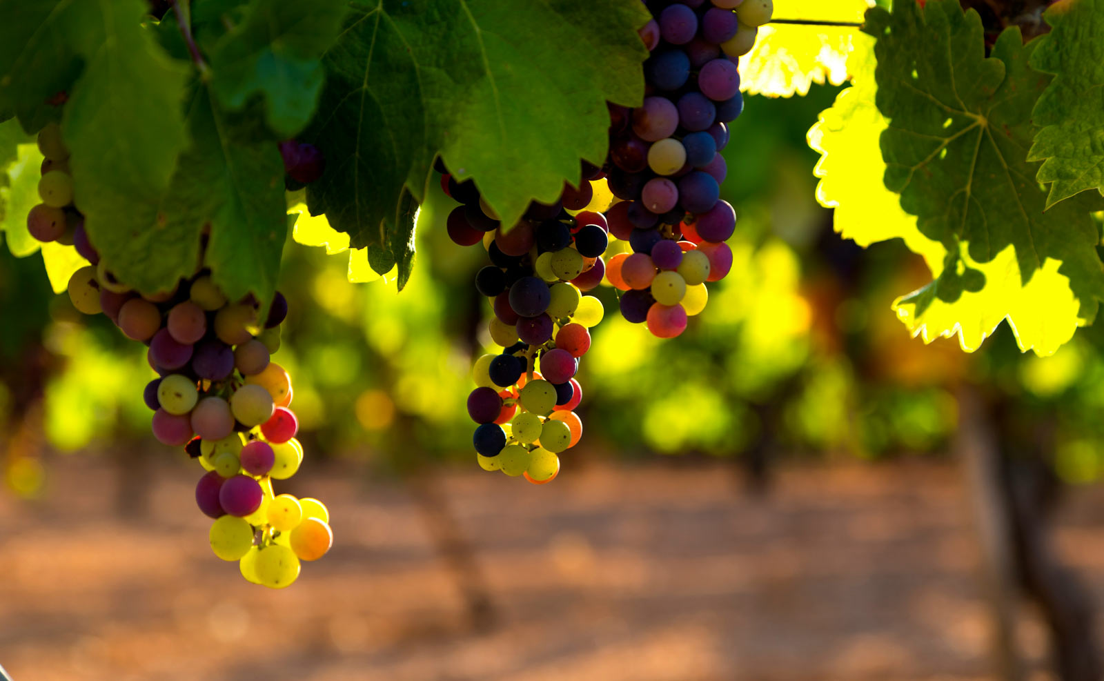 The Vine, grapes in a field