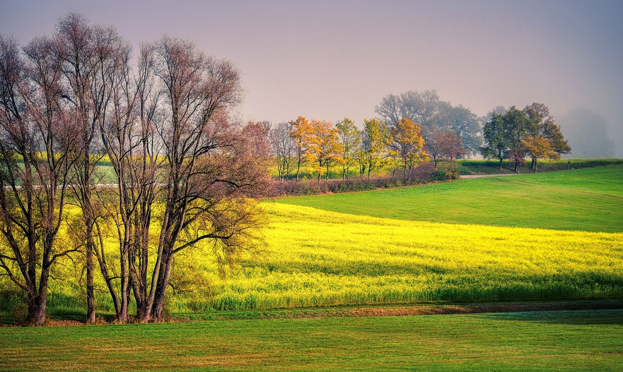 A meadow