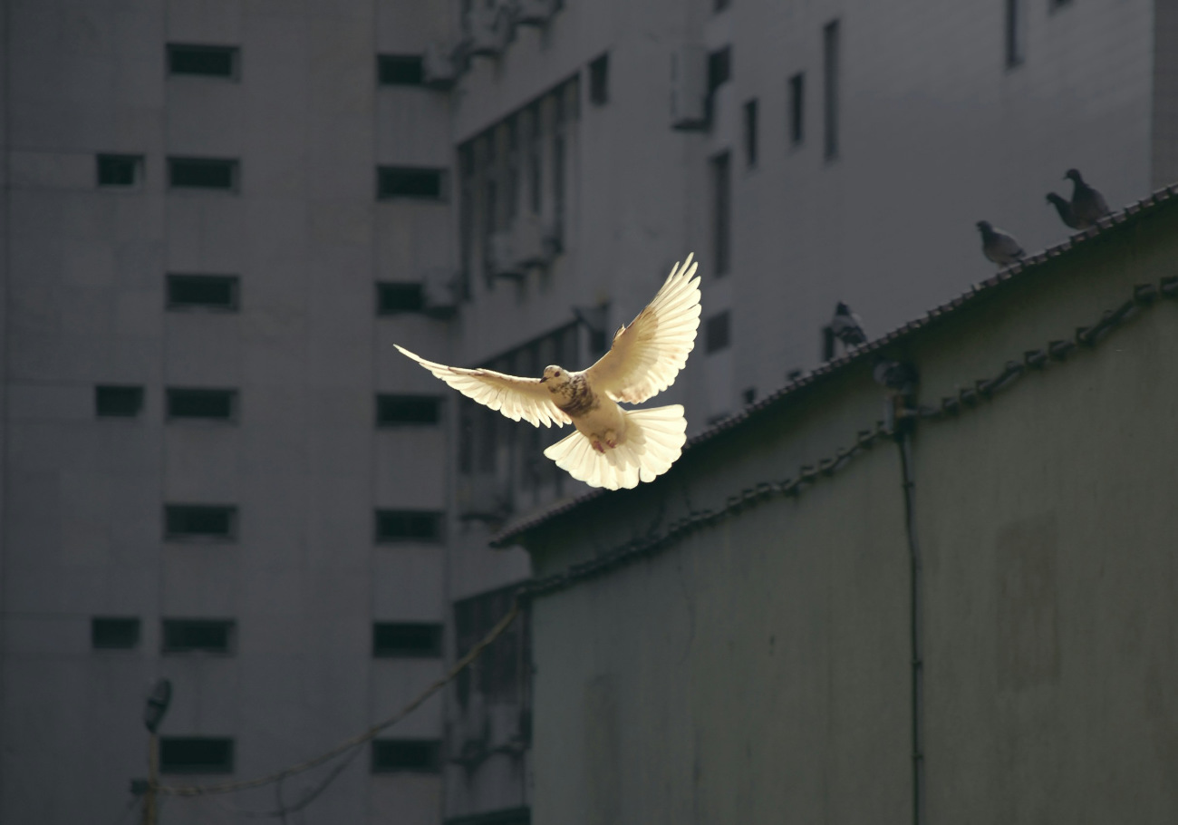 A dove of peace