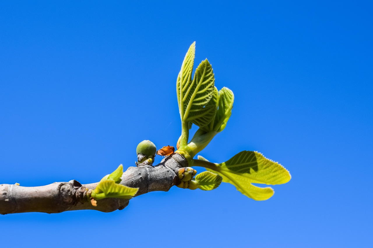 Fig tree branch